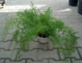 مارچوبه زبره